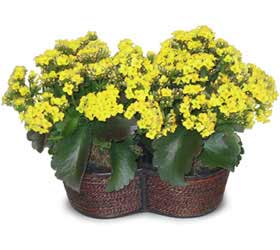  Ankara cicekciler , cicek siparisi Double Kalanchoe sepette