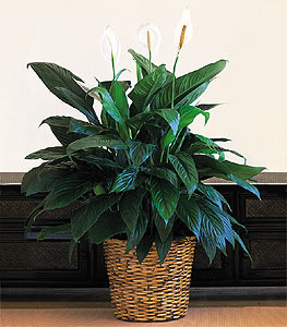  iek maazas , ieki adresleri Large Spathiphyllum