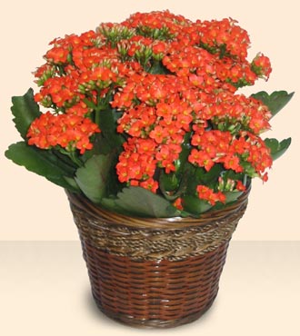  Ankara iek servisi , ieki adresleri Large Kalanchoe in Basket