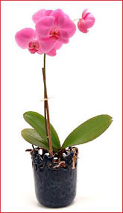  Balgat Ankara kaliteli taze ve ucuz iekler Phalaenopsis Orchid Plant