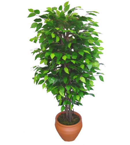 Ficus Benjamin 1,50 cm   hediye sevgilime hediye iek