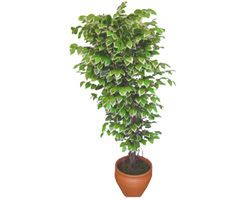 Ficus zel Starlight 1,75 cm   Ankara Ceyhun atuf kansu cicek , cicekci