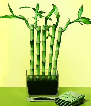  hediye sevgilime hediye iek Good Harmony Lucky Bamboo camda