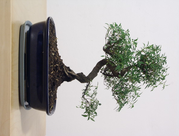 ithal bonsai saksi iegi  Balgat Ouzlar Ankara online iek gnderme sipari