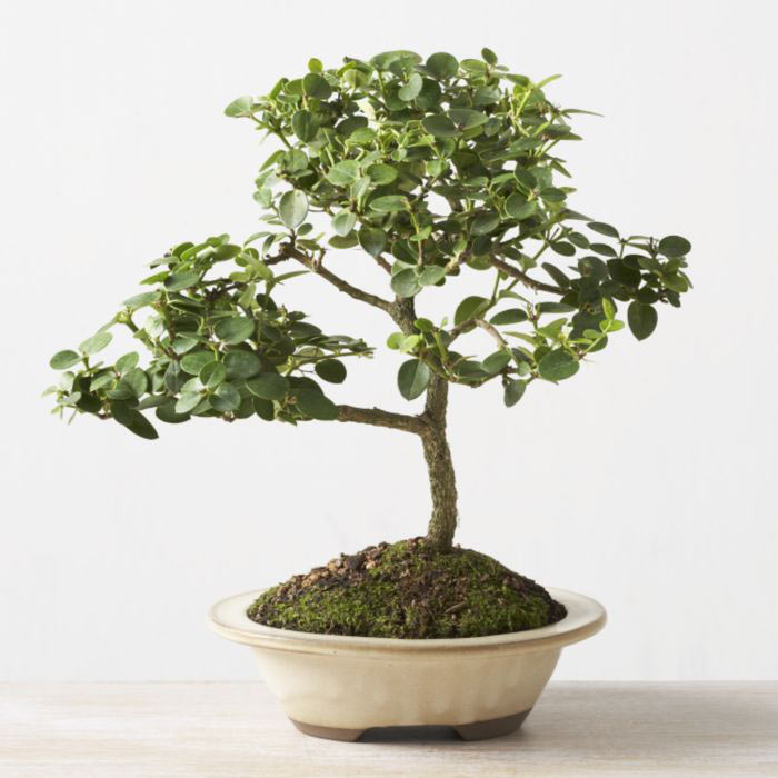 ithal bonsai saksi iegi  iek maazas , ieki adresleri