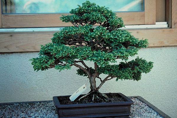 ithal bonsai saksi iegi  Balgat Ankara iek online iek siparii