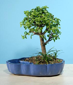 ithal bonsai saksi iegi  Ankara Balgat ieki maazas