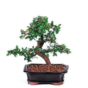 ithal bonsai saksi iegi  Balgat Ouzlar Ankara online iek gnderme sipari