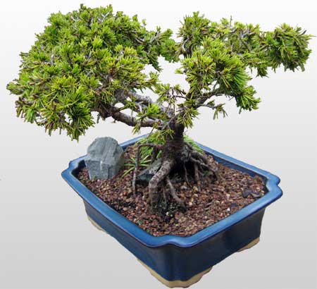 ithal bonsai saksi iegi  Ankara Balgat online internetten iek siparii