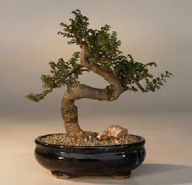 ithal bonsai saksi iegi  Balgat Ankara iek online iek siparii