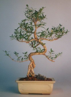  iek sat ankara balgat ieki  ithal bonsai saksi iegi  Balgat Ouzlar Ankara online iek gnderme sipari