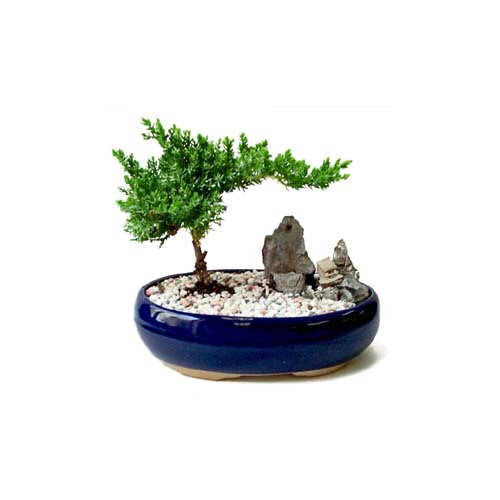 ithal bonsai saksi iegi  Balgat ukurambar iek gnderme sitemiz gvenlidir