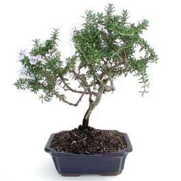 ithal bonsai saksi iegi  Balgat Muhsin yazcolu Ankara iek gnderme