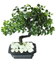 9 yasinda Bonsai agaci  Balgat stz iek siparii