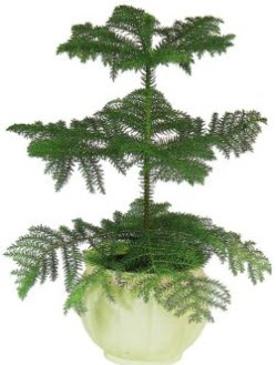 Araucaria Heterophylla i mekan saks  Balgat Ankara kaliteli taze ve ucuz iekler