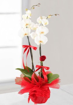 2 dall beyaz orkide ve 1 adet krmz gl  hediye sevgilime hediye iek 