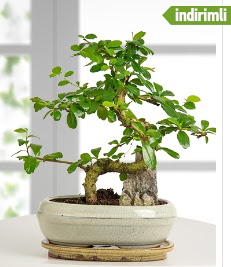 S eklinde ithal gerek bonsai japon aac  Balgat Ehlibeyt Ankara iek siparii sitesi