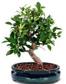 5 yanda japon aac bonsai bitkisi  hediye sevgilime hediye iek