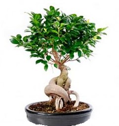 Bonsai Japon aac saks bitkisi  Balgat Ankara iek online iek siparii