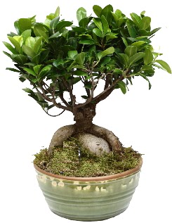 Japon aac bonsai saks bitkisi  balgat Kzlrmak iek siparii Ankara iek yolla