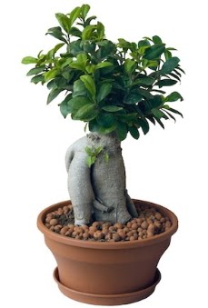 Japon aac bonsai saks bitkisi  Balgat ukurambar iek gnderme sitemiz gvenlidir