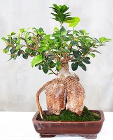 Japon aac bonsai saks bitkisi  Balgat idem mahallesi ucuz iek , ieki , iekilik