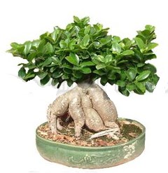 Japon aac bonsai saks bitkisi  Balgat ukurambar iek gnderme sitemiz gvenlidir