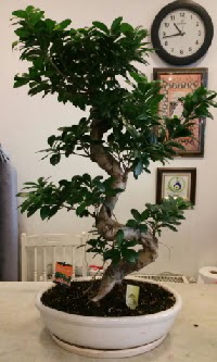 100 cm yksekliinde dev bonsai japon aac  balgat Kzlrmak iek siparii Ankara iek yolla