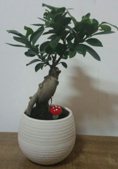 Bonsai japon aac saks iei  Ankara Balgat iek siparii