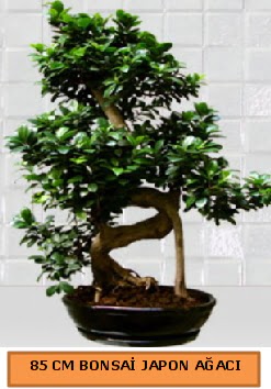 85 CM Japon aac Bonsai saks bitkisi  Balgat idem mahallesi ucuz iek , ieki , iekilik