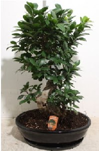 75 CM Ginseng bonsai Japon aac  Balgat Ankara uluslararas iek gnderme