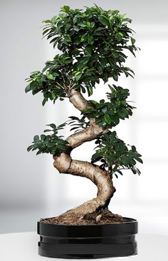 90 CM Japon Aac Bonsai saks iei  Balgat online ieki , iek siparii