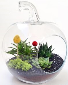 Elma Terrarium orta boy 5 kakts  Balgat Ehlibeyt Ankara iek siparii sitesi