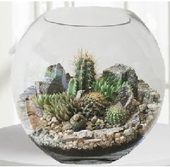 Cam fanus Terrarium 5 kakts  Balgat Ankara kaliteli taze ve ucuz iekler