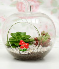 Kk elma terrarium 3 kakts  Balgat online iek siparii vermek