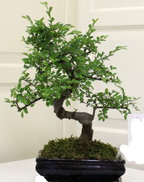 Bonsai saks iei  Balgat Ankara iek online iek siparii