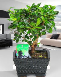 Bonsai japon aac saks bitkisi  iek sat ankara balgat ieki 