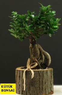 Ktk ierisinde Bonsai japon aac  Balgat Ankaradaki iekiler