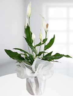 Spathiphyllum iei Bar iei  hediye sevgilime hediye iek 