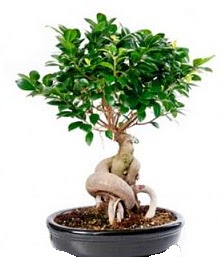 Bonsai japon aac seramik iinde  Ankara Balgat ieki maazas