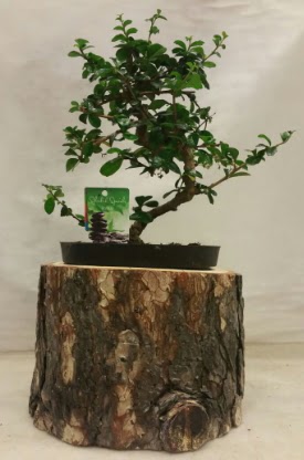 Doal ktk iinde bonsai japon aac  balgat Kzlrmak iek siparii Ankara iek yolla