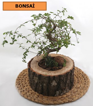 Doal aa ktk ierisinde bonsai bitkisi  Ankara Balgat iek siparii