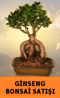 Ginseng bonsai sat japon aac  Ankara Ceyhun atuf kansu cicek , cicekci