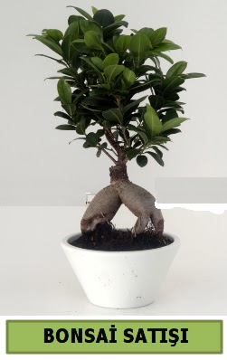 Bonsai japon aac sat  Ankara iek servisi , ieki adresleri