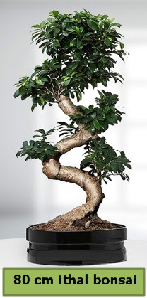 80 cm zel saksda bonsai bitkisi  Balgat Muhsin yazcolu Ankara iek gnderme