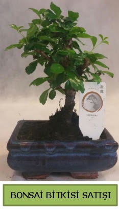 Bonsai ithal grsel minyatr japon aac  Balgat idem mahallesi ucuz iek , ieki , iekilik