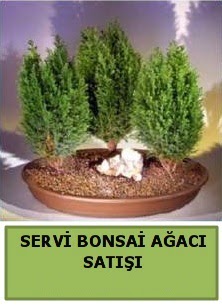 BONSA 3 L SERV BONSA AACI  Balgat Muhsin yazcolu Ankara iek gnderme