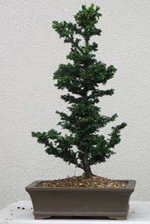 am aac bonsai bitkisi sat  Balgat Muhsin yazcolu Ankara iek gnderme