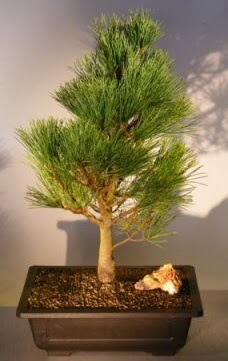 am aac japon aac bitkisi bonsai  Balgat Muhsin yazcolu Ankara iek gnderme