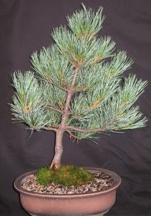 Bonsai am aac japon aac bitkisi  Ankara internetten iek sat